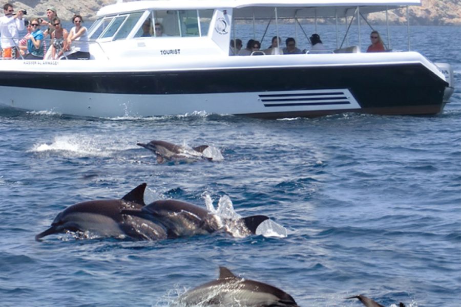 Dolphin Watching 2 hours Trip